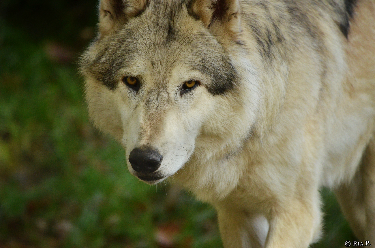 WolfScienceCenter1410Ria_Amarok-01