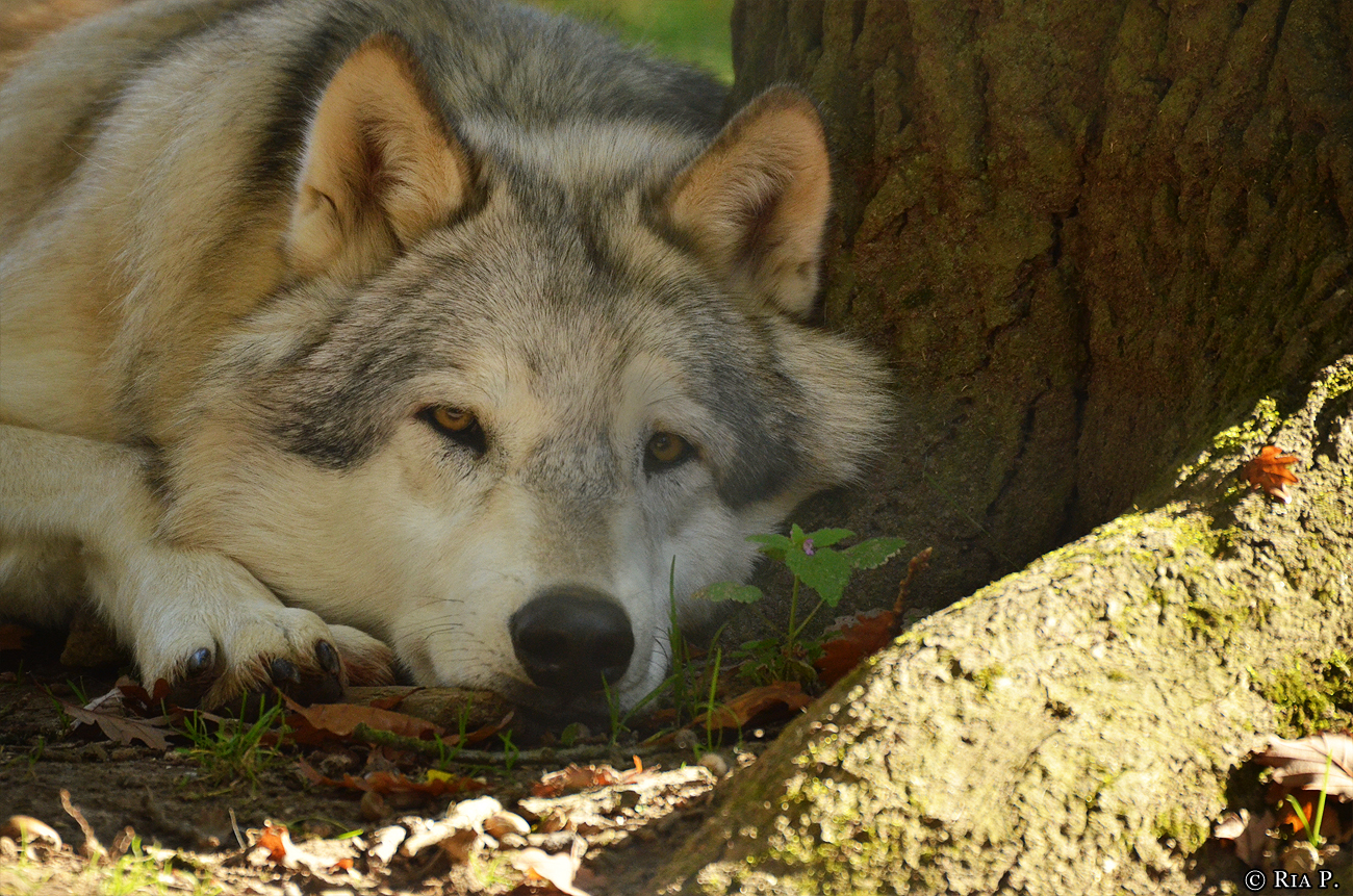 WolfScienceCenter1410Ria_Amarok-05