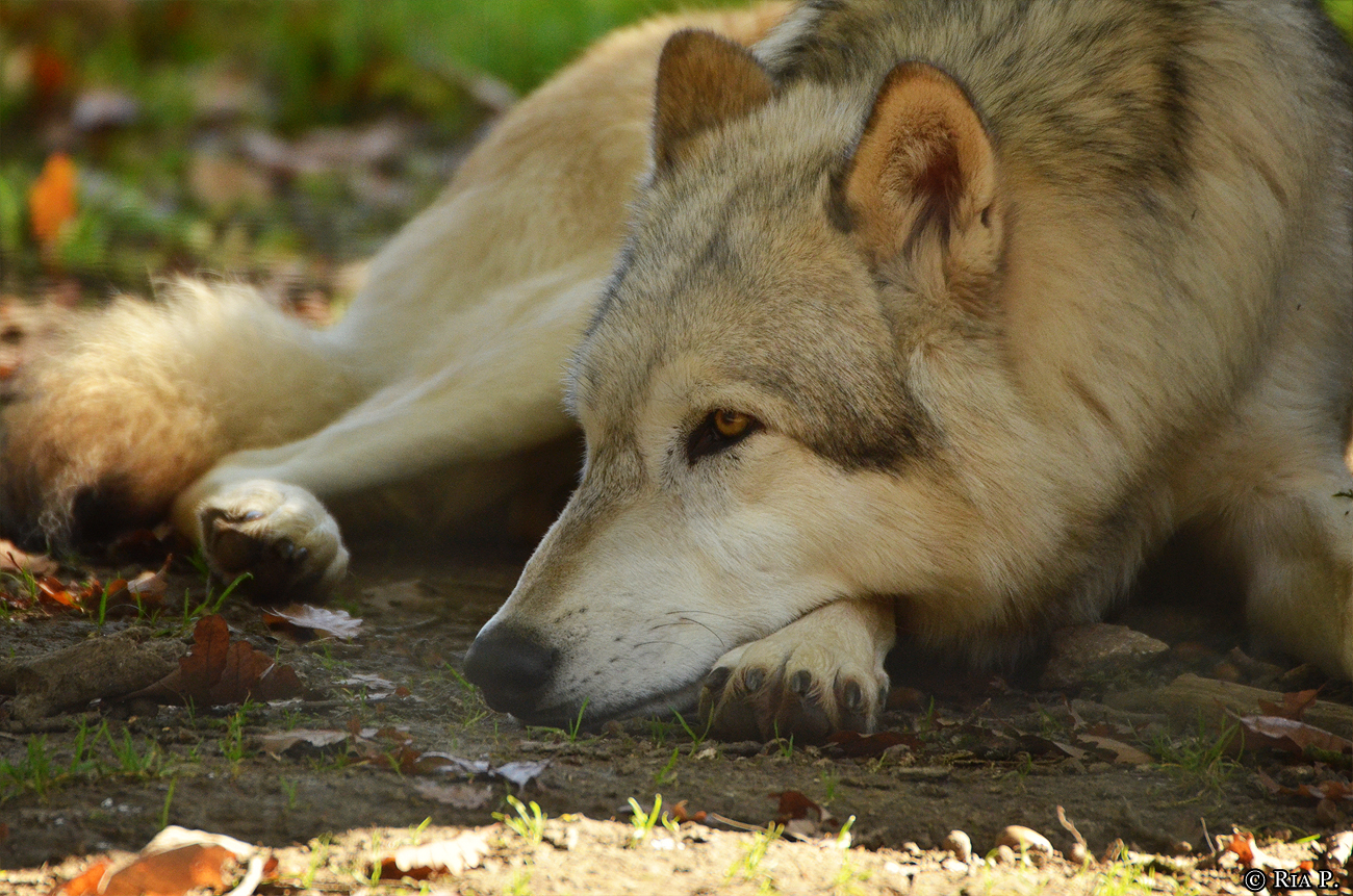WolfScienceCenter1410Ria_Amarok-06
