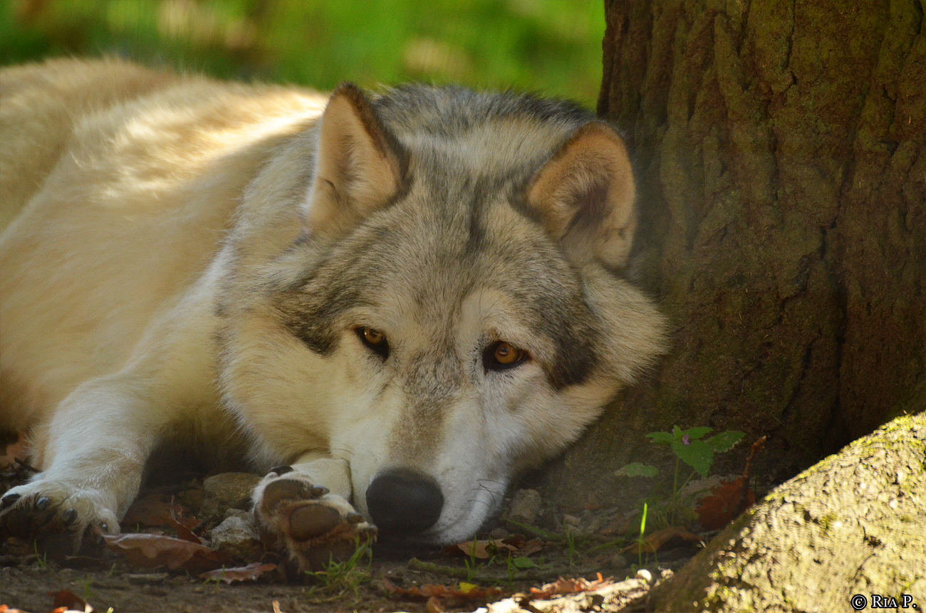 WolfScienceCenter1410Ria_Amarok-07