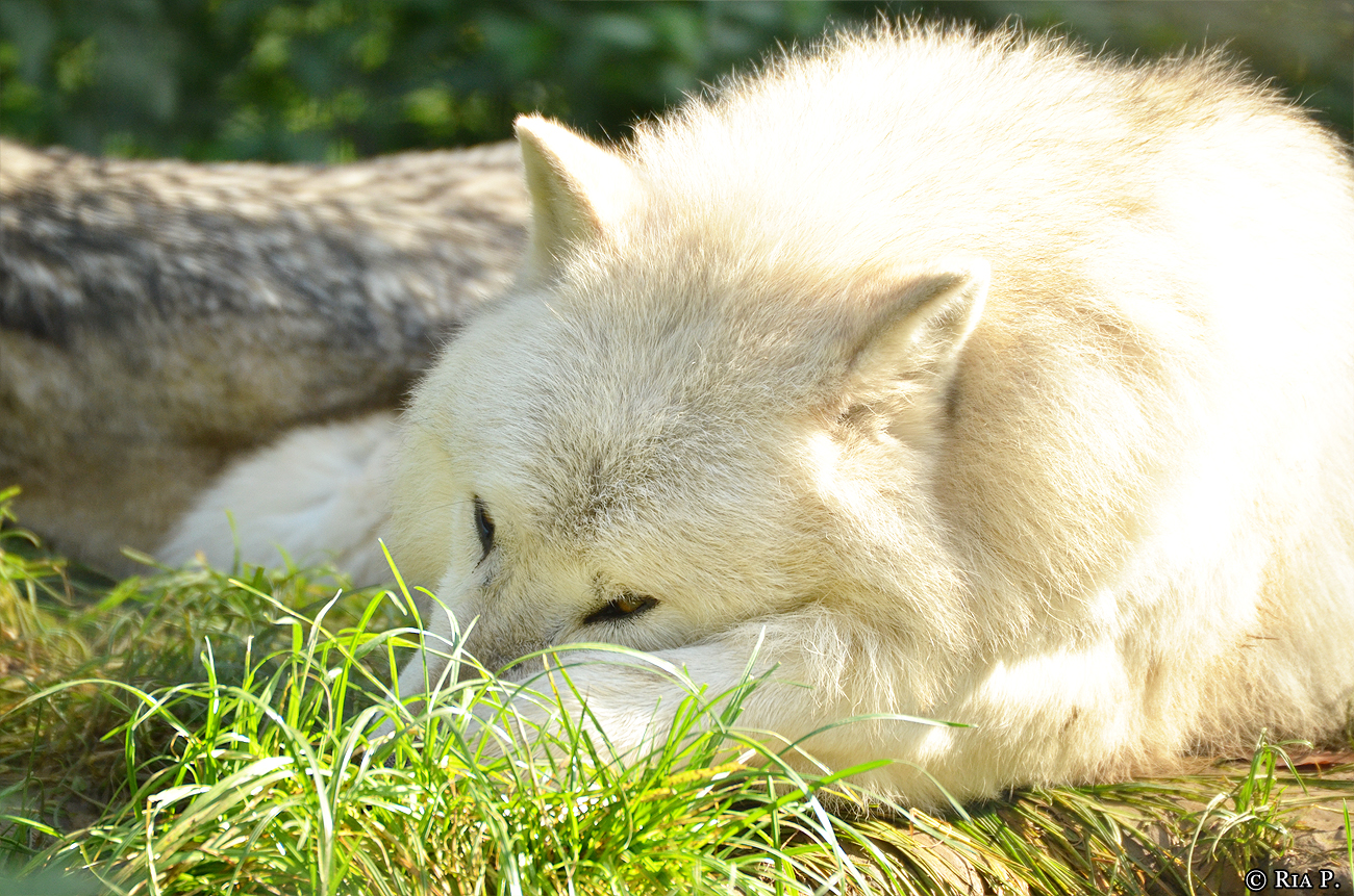 WolfScienceCenter1410Ria_Nanuk-04