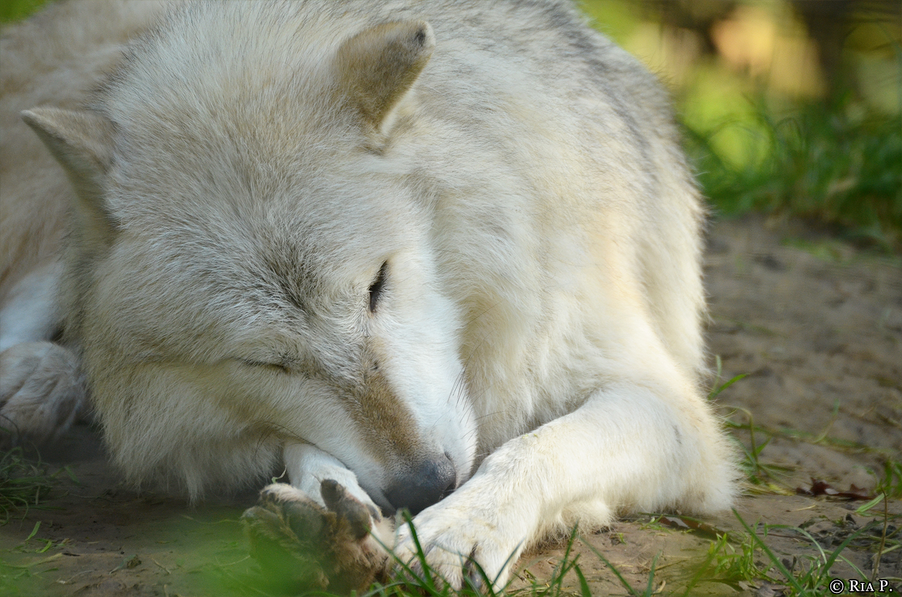 WolfScienceCenter1410Ria_Nanuk-08