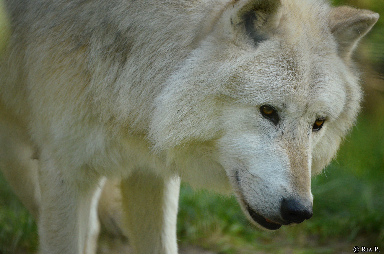 WolfScienceCenter1410Ria_Nanuk-09