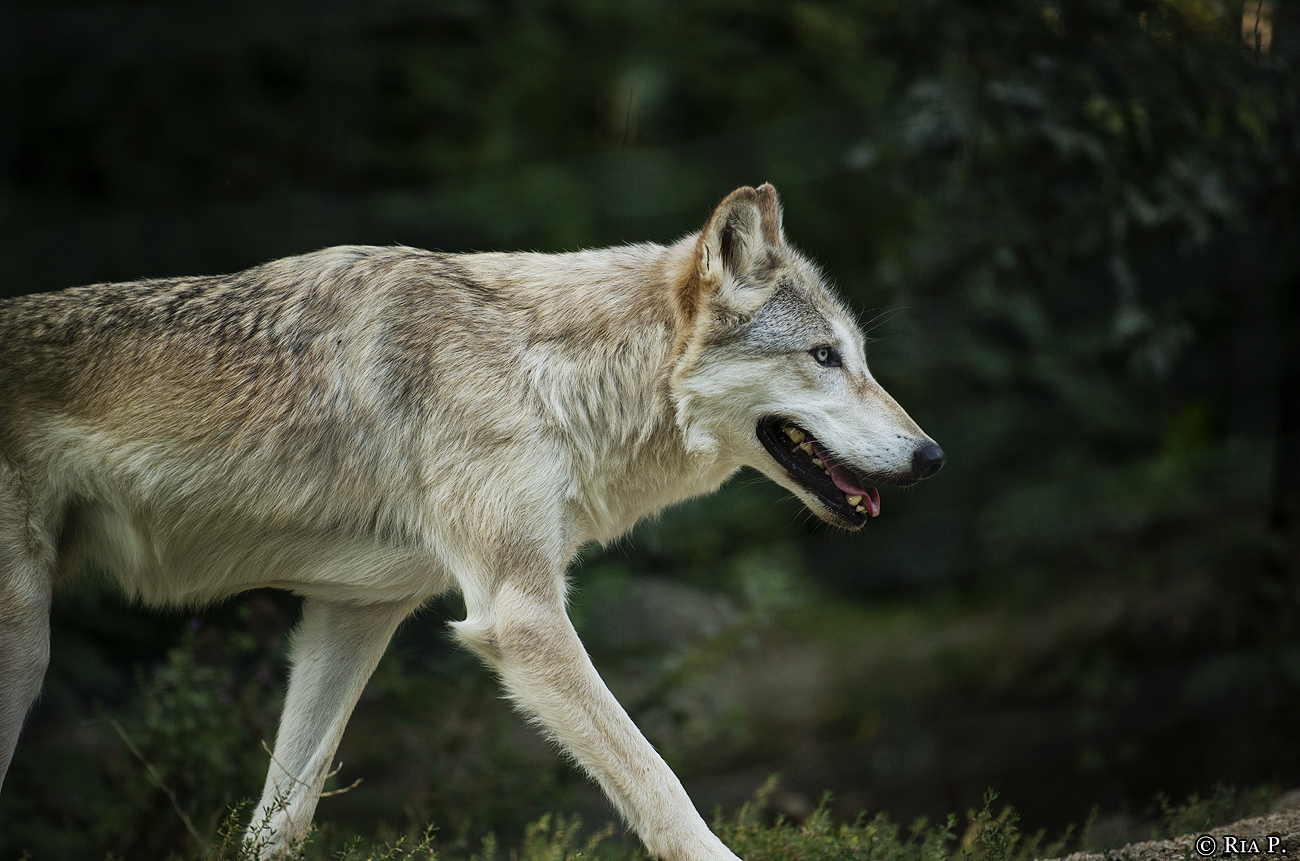 WolfScienceCenter1708Ria_Chitto-02