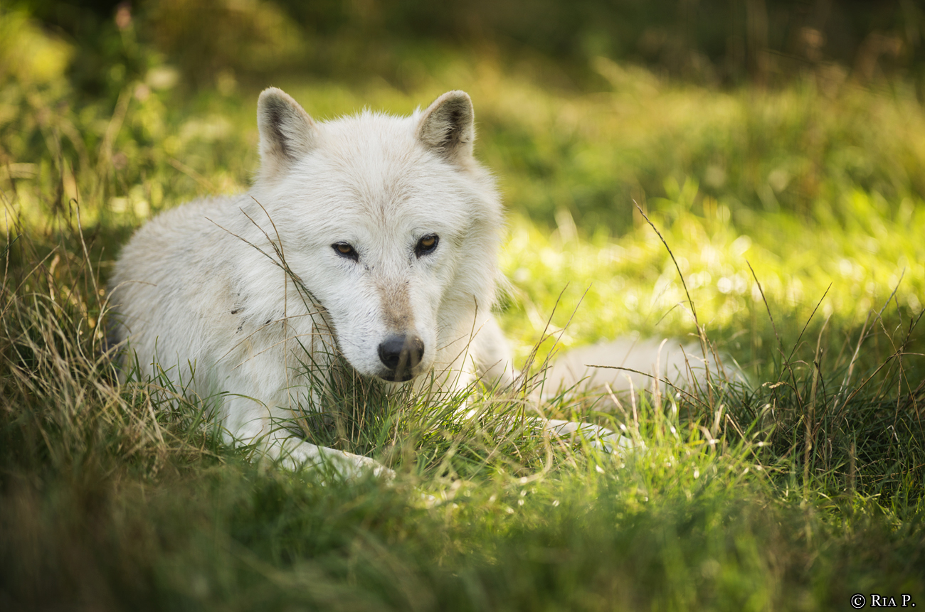 WolfScienceCenter1708Ria_Nanouk-01
