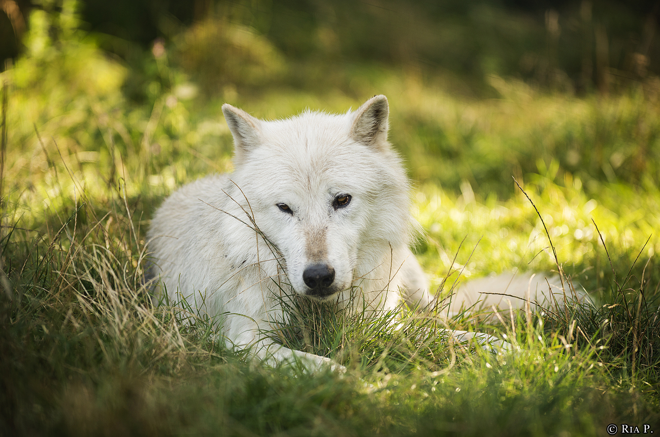WolfScienceCenter1708Ria_Nanouk-02
