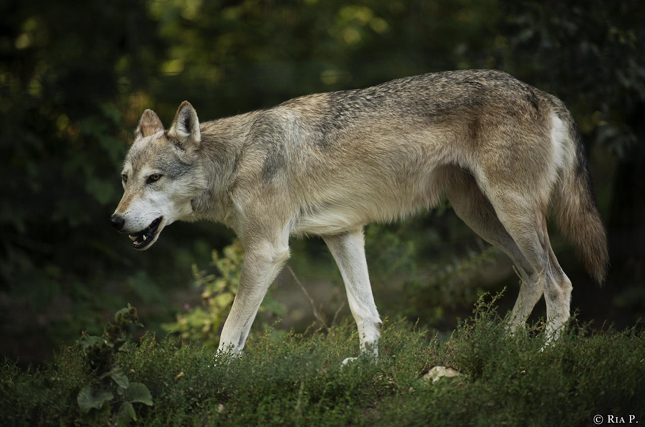 WolfScienceCenter1708Ria_Tala-02