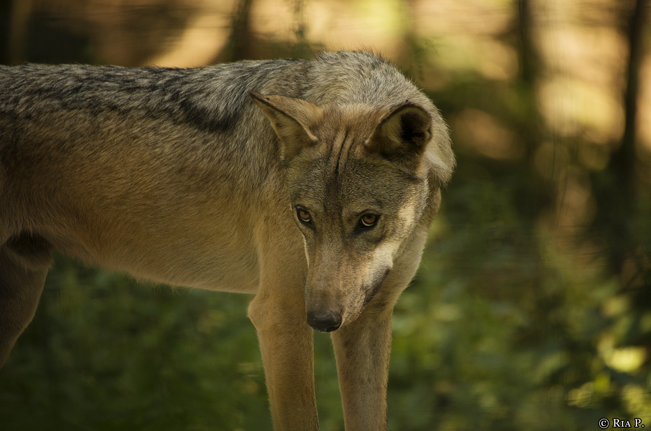 WolfScienceCenter1708Ria_Tekoa-02