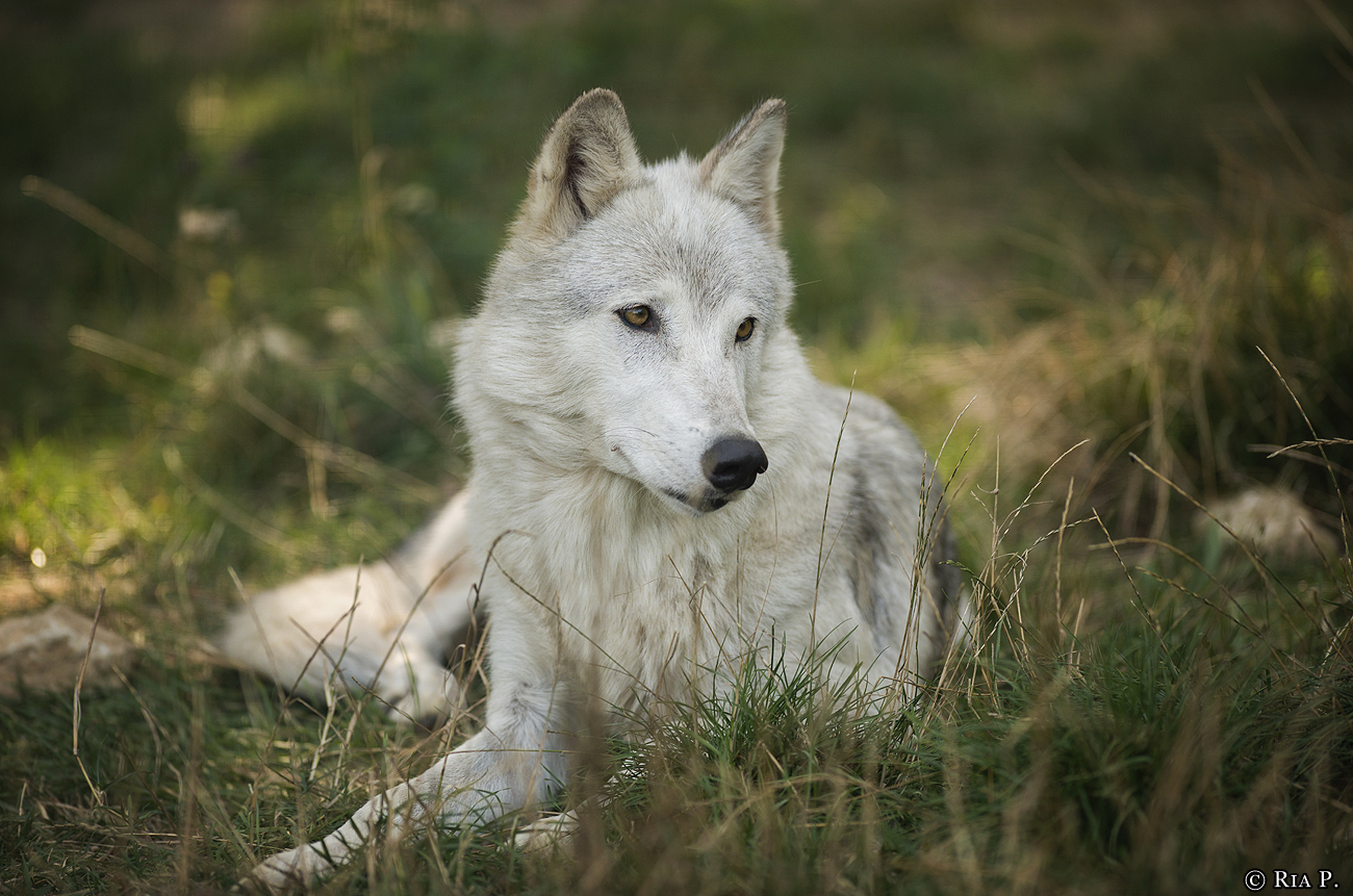 WolfScienceCenter1708Ria_Una-15