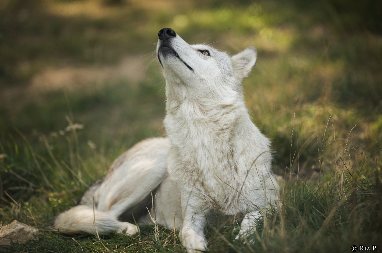 WolfScienceCenter1708Ria_Una-17