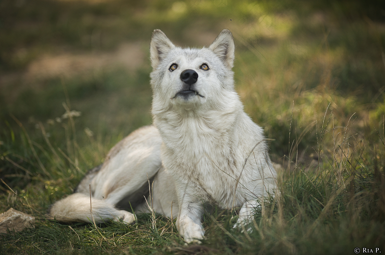 WolfScienceCenter1708Ria_Una-19