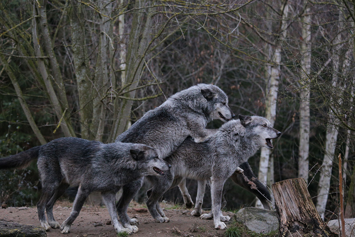 Hannover1612LinaT_Wolf-016