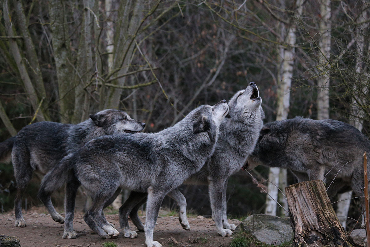 Hannover1612LinaT_Wolf-018