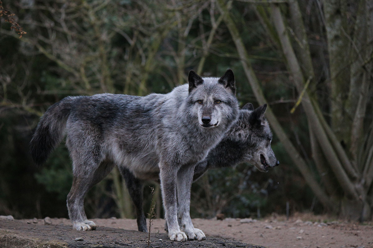 Hannover1612LinaT_Wolf-020