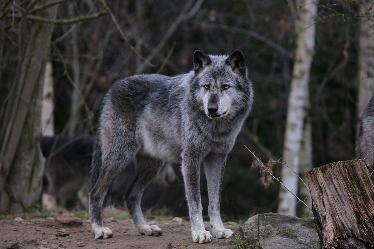 Hannover1612LinaT_Wolf-032