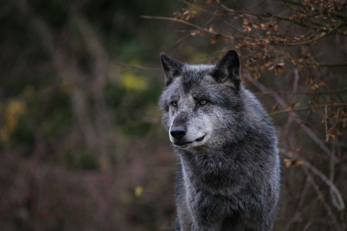 Hannover1612LinaT_Wolf-041