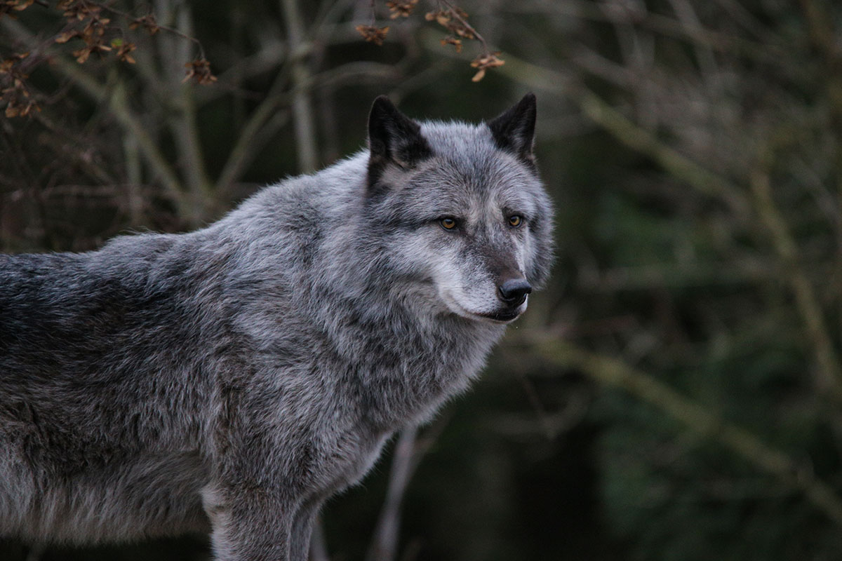 Hannover1612LinaT_Wolf-045