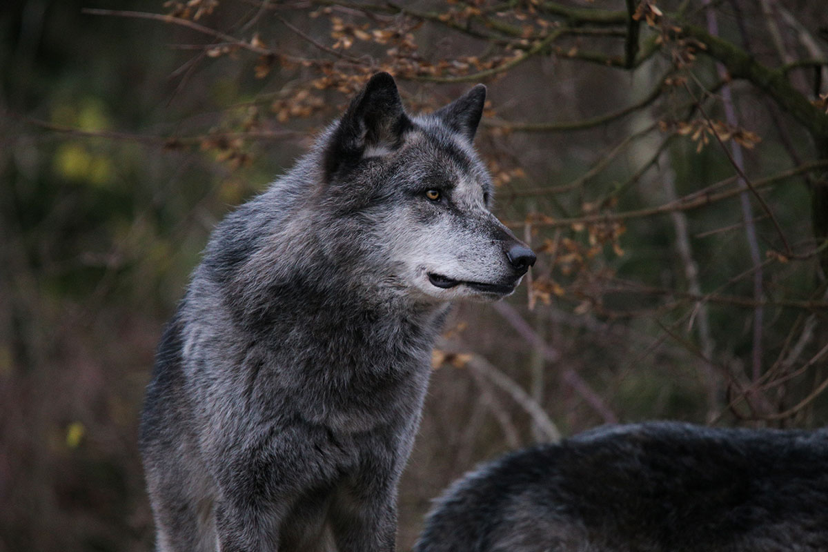 Hannover1612LinaT_Wolf-046