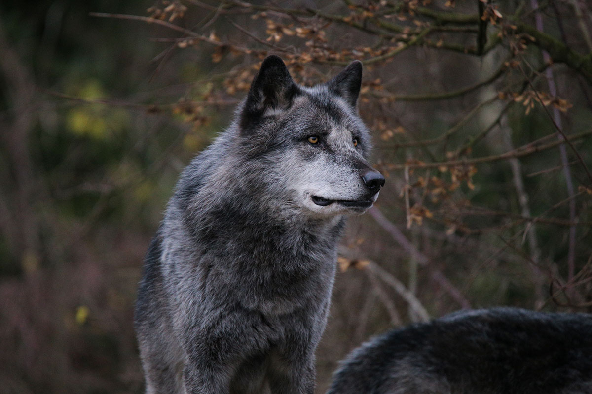 Hannover1612LinaT_Wolf-047