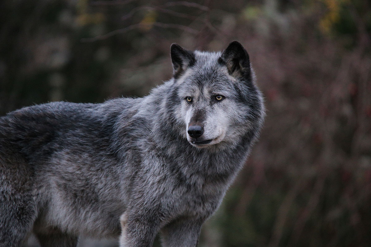 Hannover1612LinaT_Wolf-048
