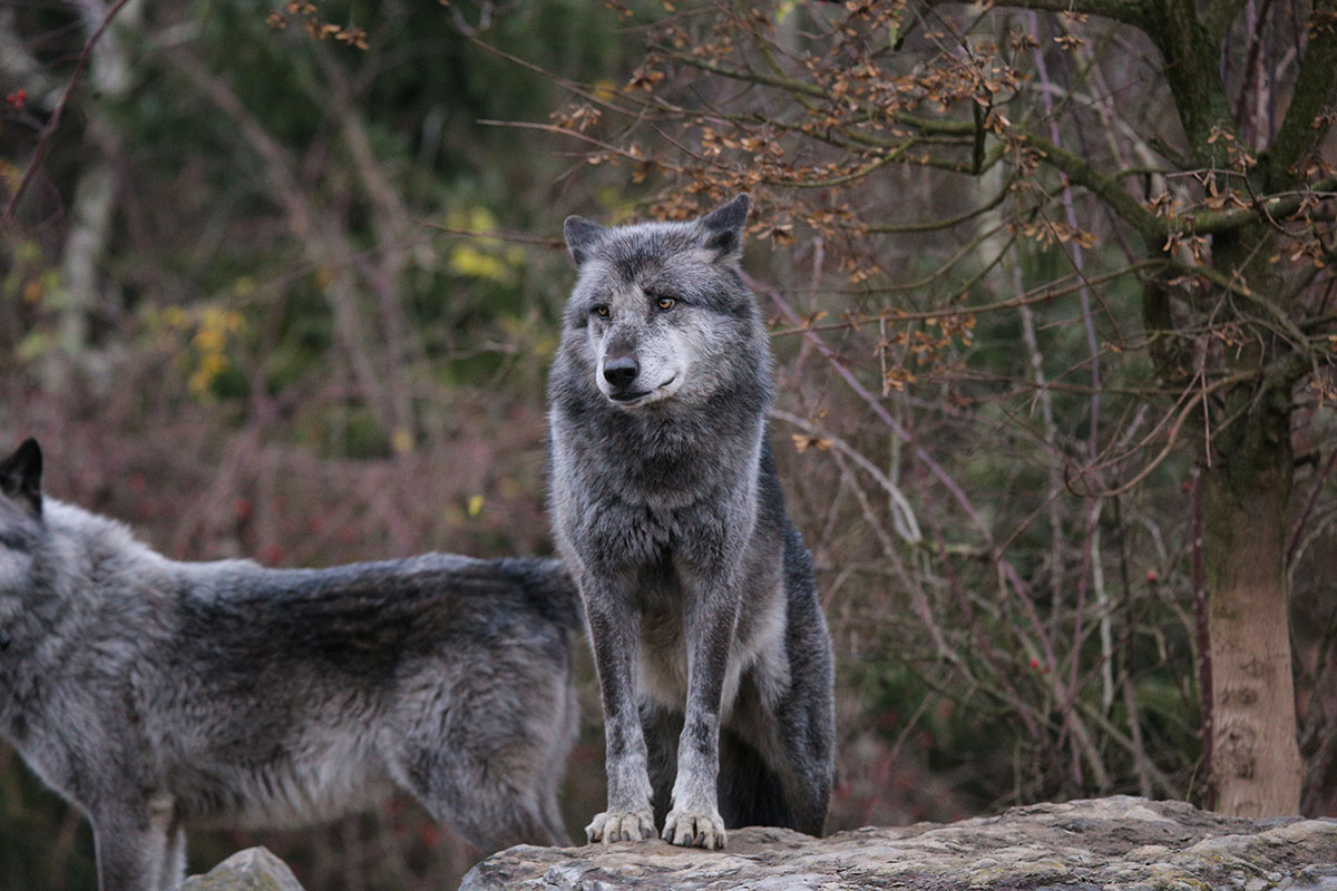 Hannover1612LinaT_Wolf-053