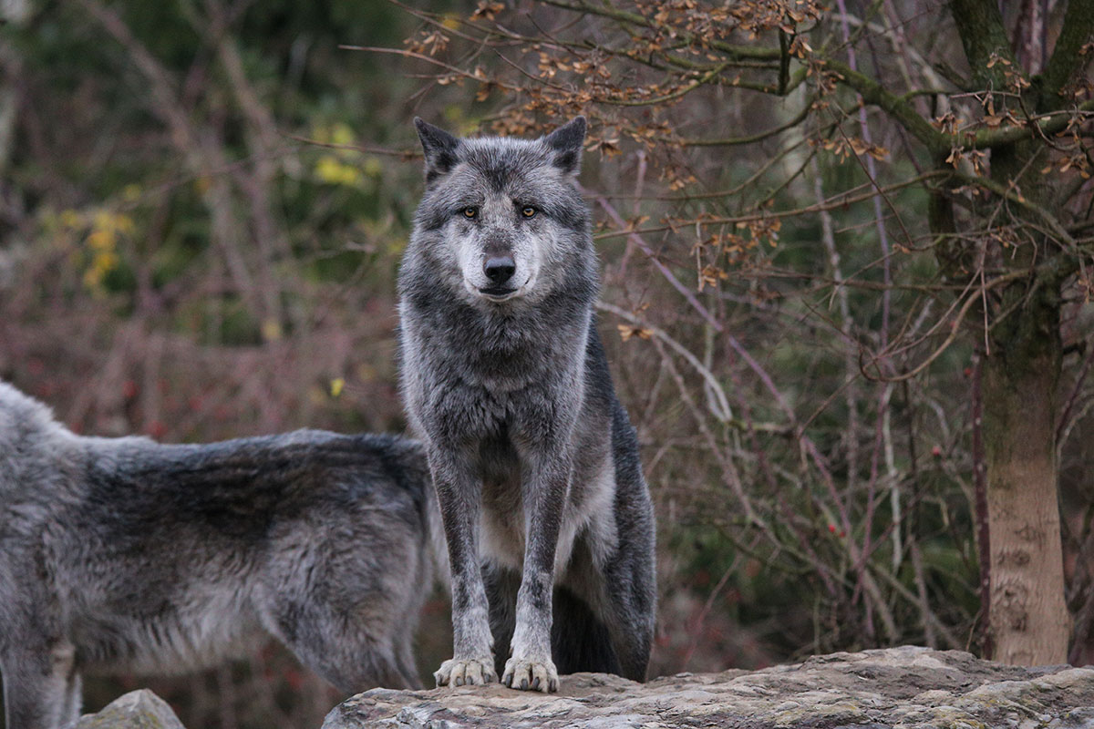 Hannover1612LinaT_Wolf-054