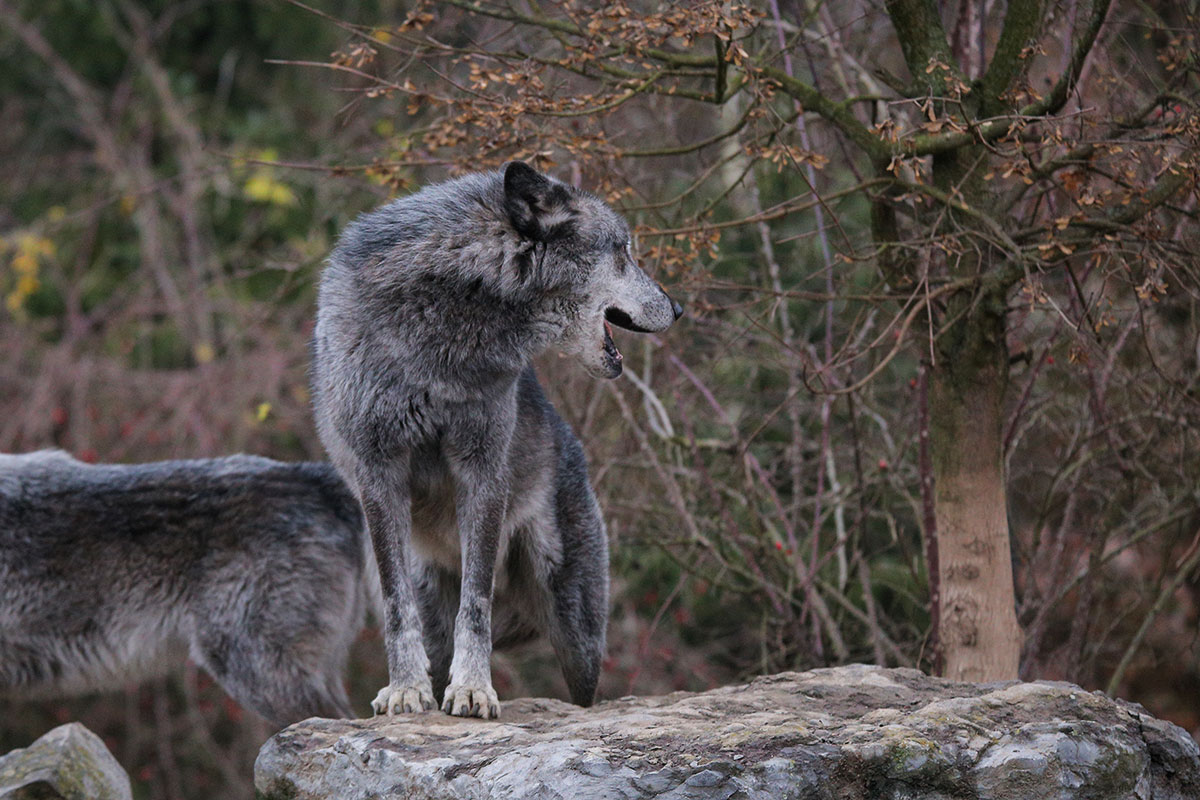 Hannover1612LinaT_Wolf-060