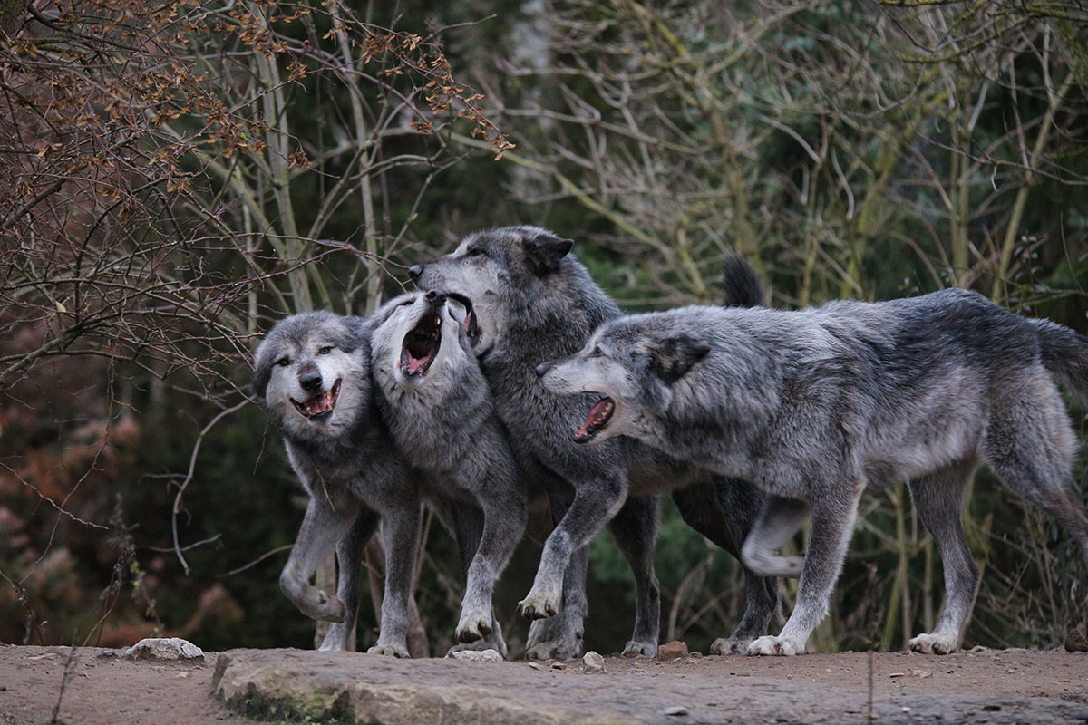 Hannover1612LinaT_Wolf-063