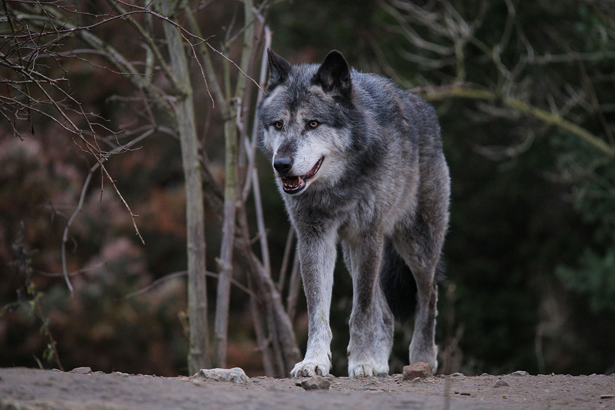 Hannover1612LinaT_Wolf-064
