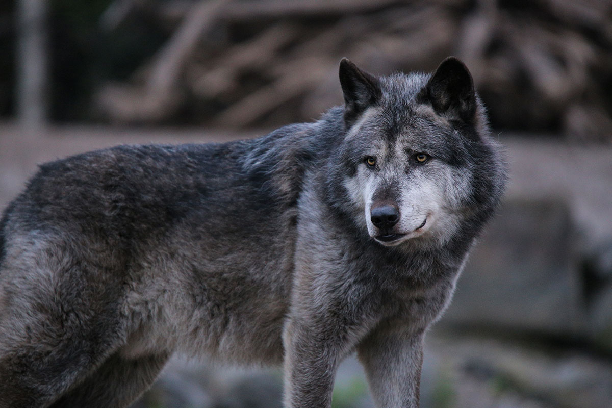 Hannover1612LinaT_Wolf-065