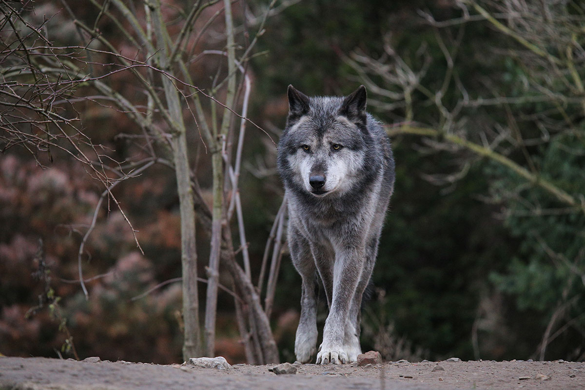 Hannover1612LinaT_Wolf-067