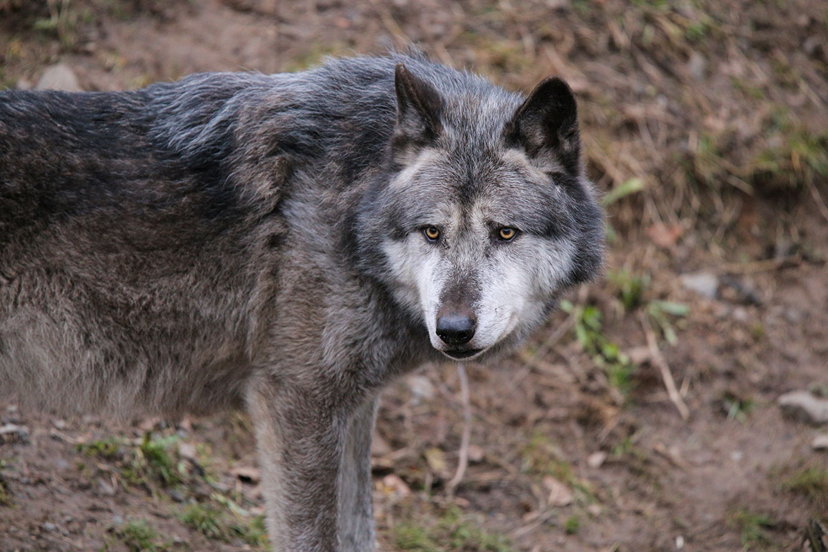 Hannover1612LinaT_Wolf-071