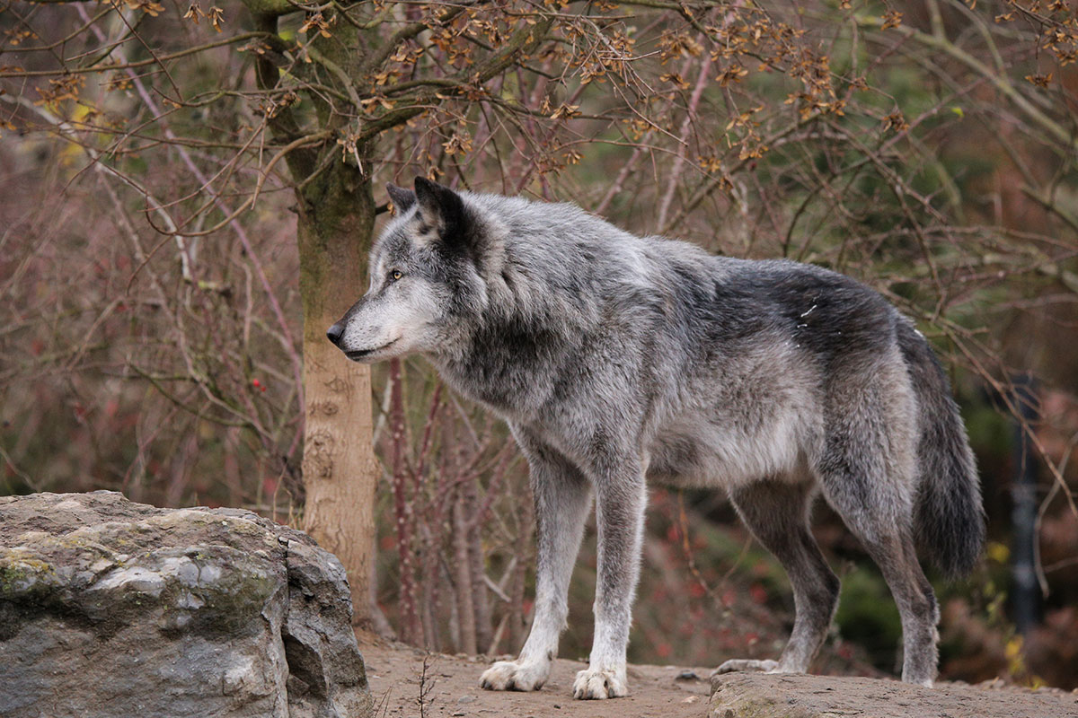 Hannover1612LinaT_Wolf-121