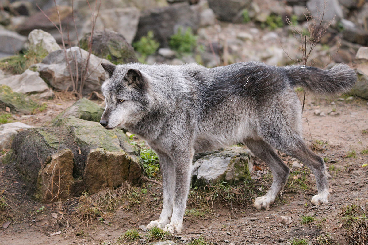 Hannover1612LinaT_Wolf-127