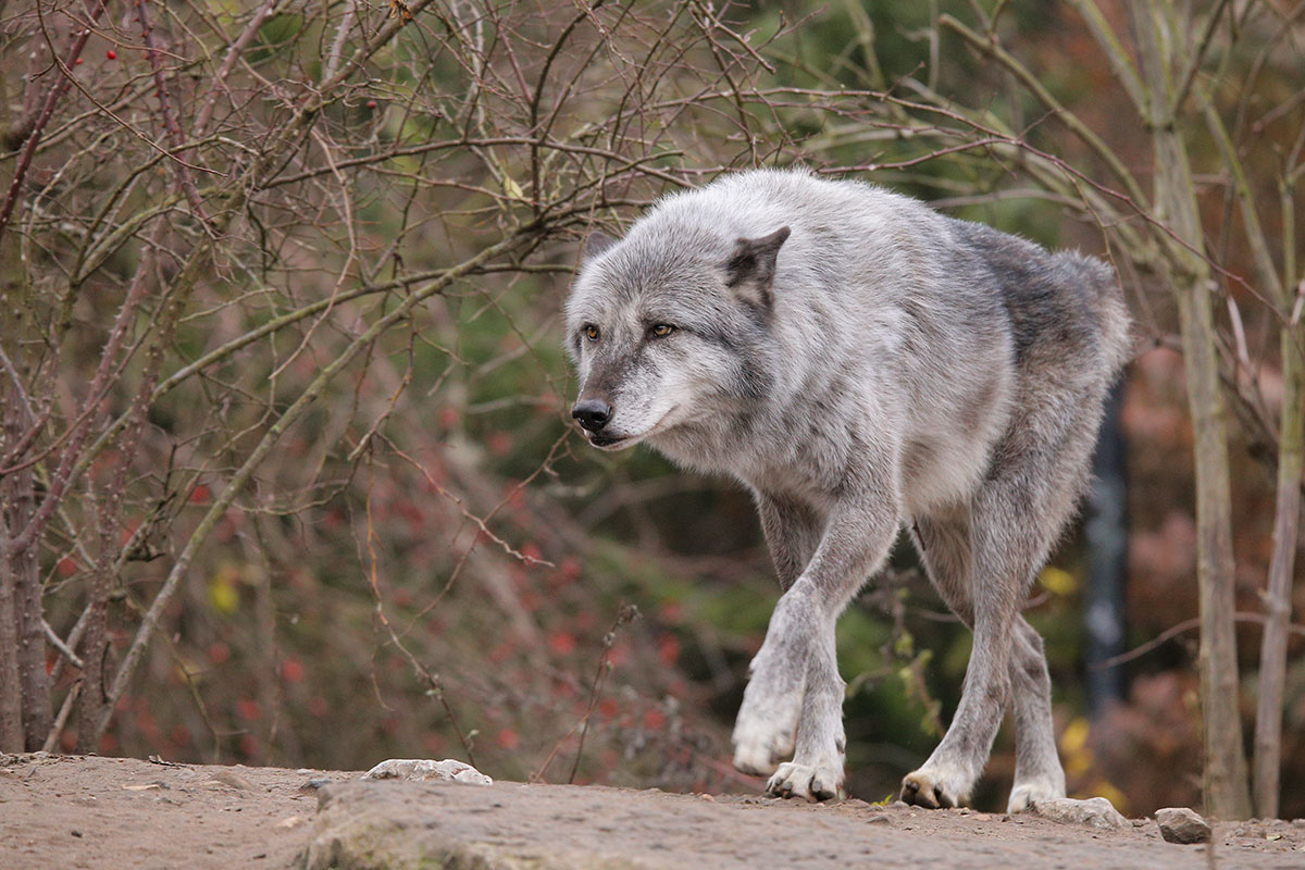 Hannover1612LinaT_Wolf-135