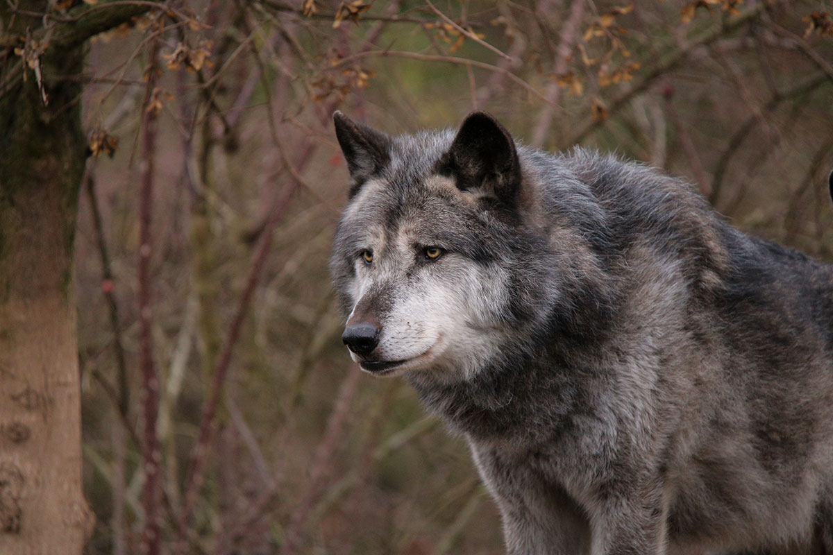 Hannover1612LinaT_Wolf-139