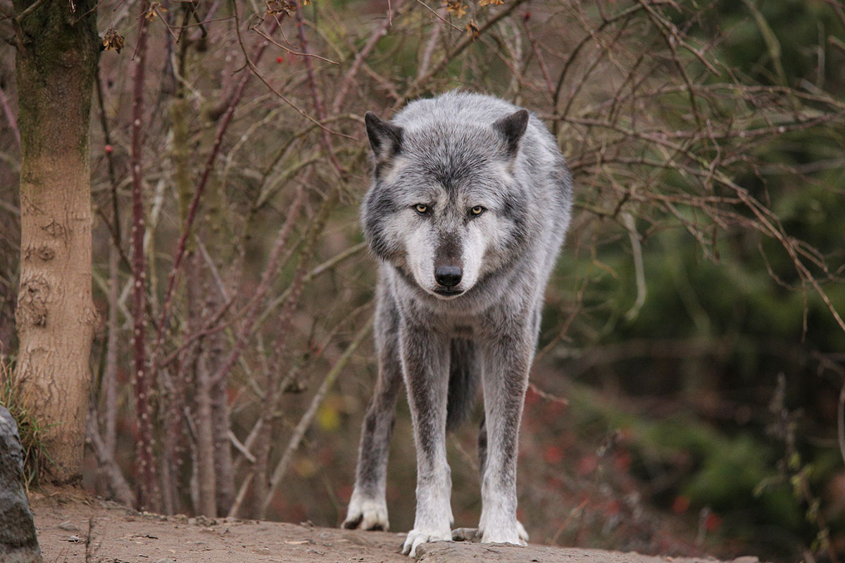 Hannover1612LinaT_Wolf-143