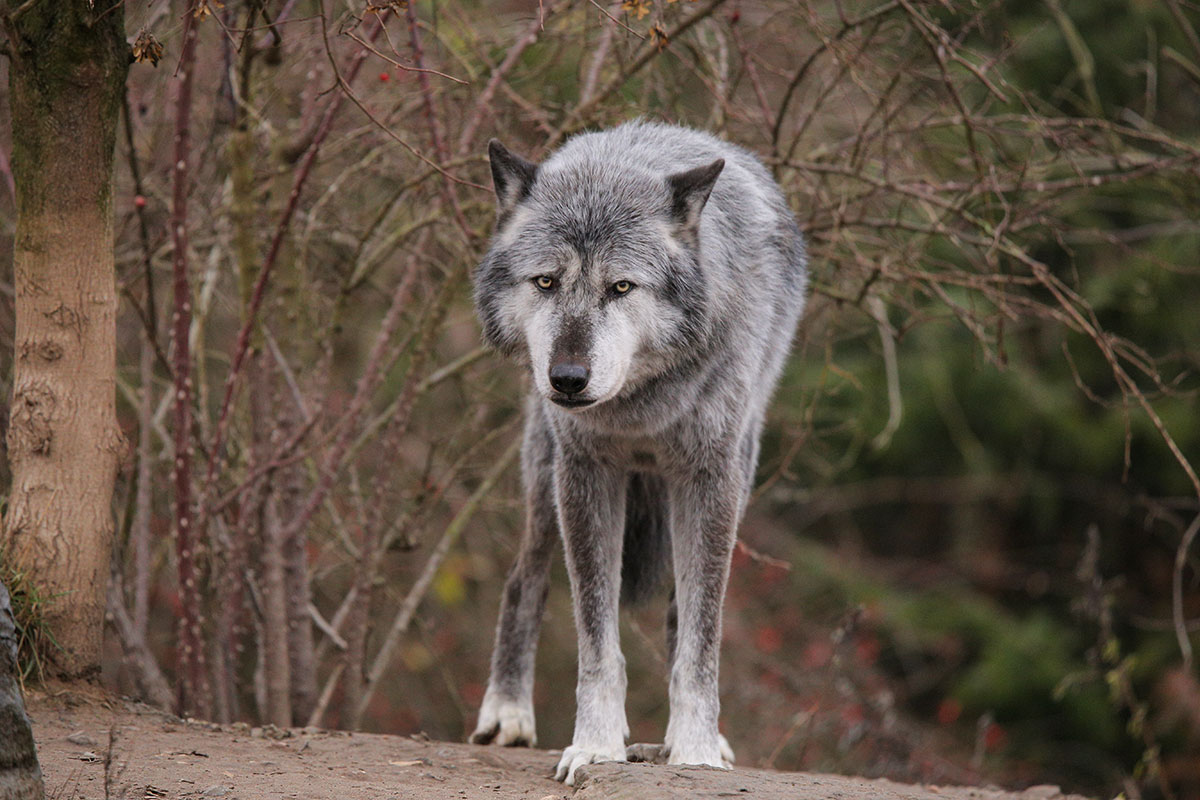 Hannover1612LinaT_Wolf-144