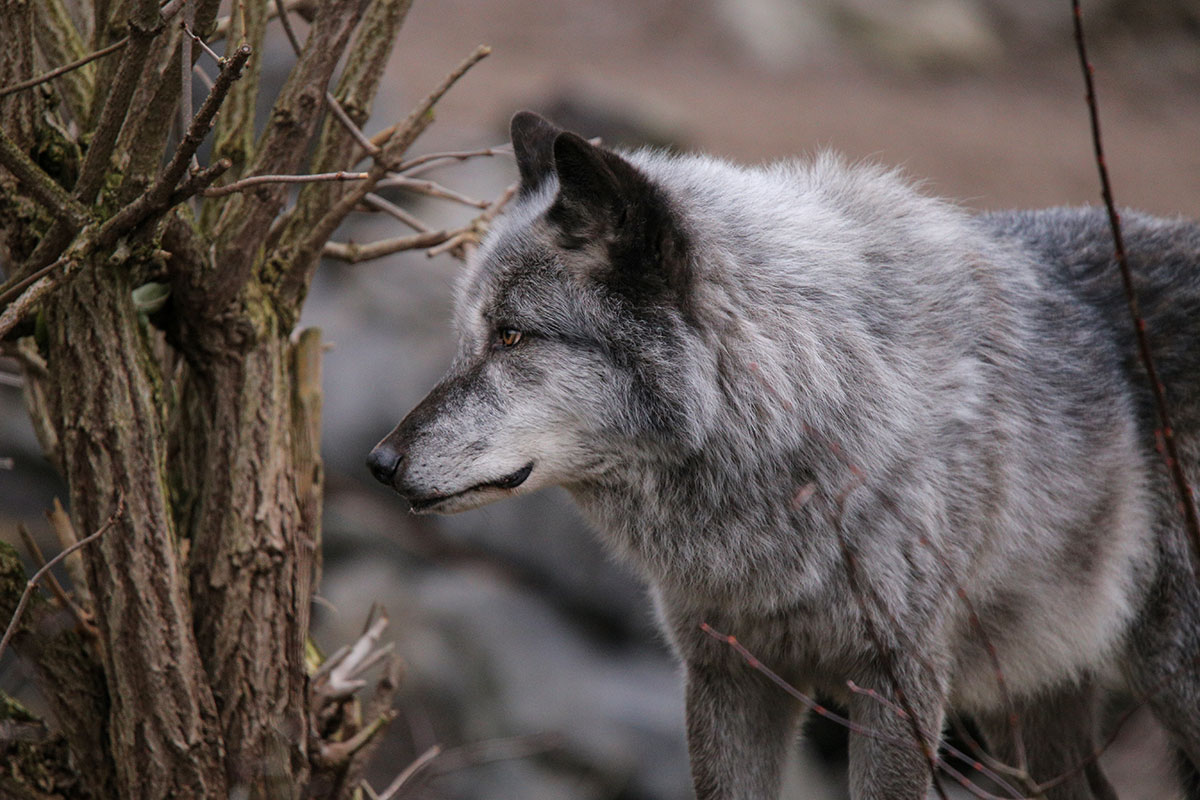 Hannover1612LinaT_Wolf-152