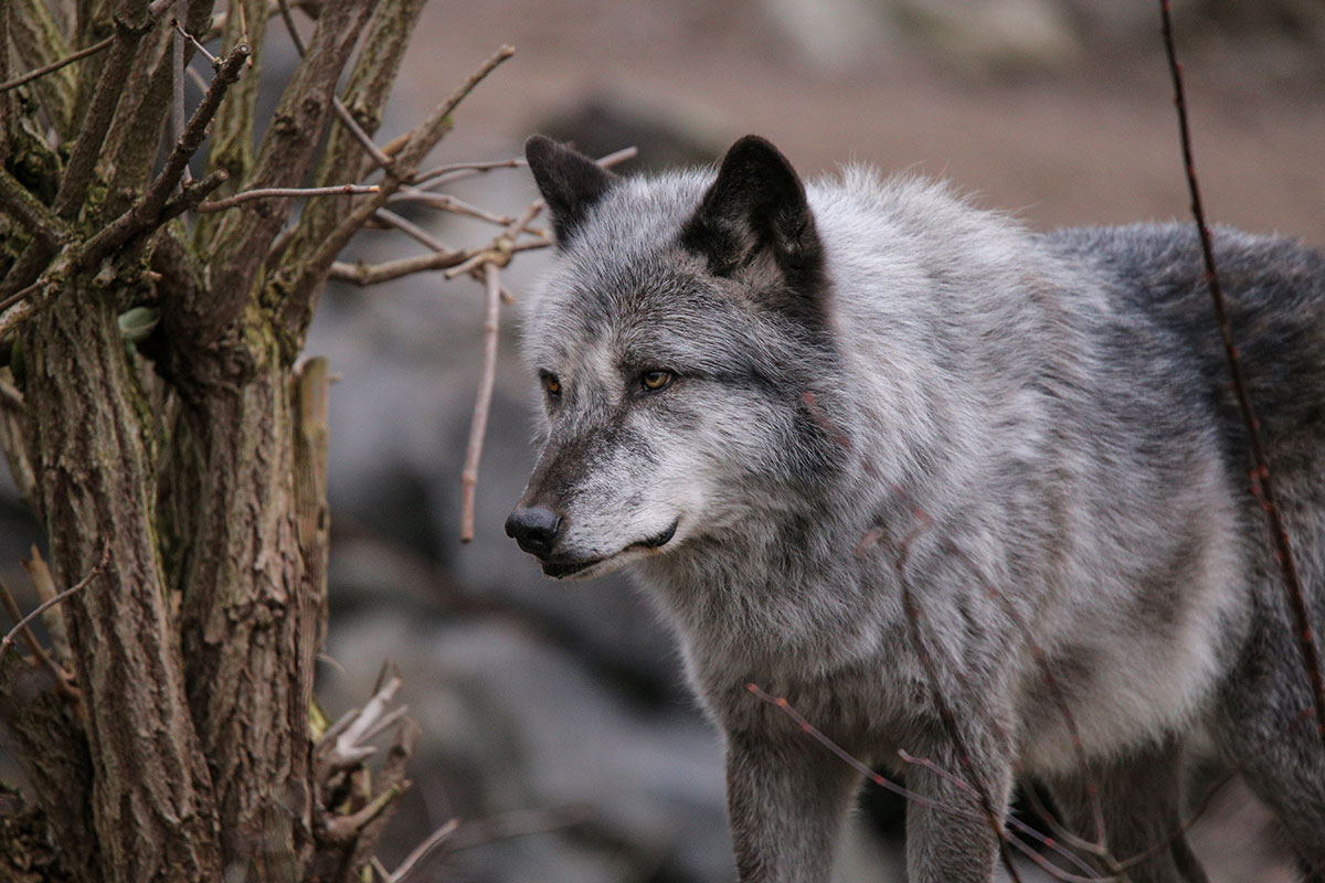 Hannover1612LinaT_Wolf-153