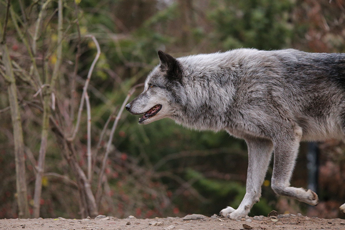 Hannover1612LinaT_Wolf-155