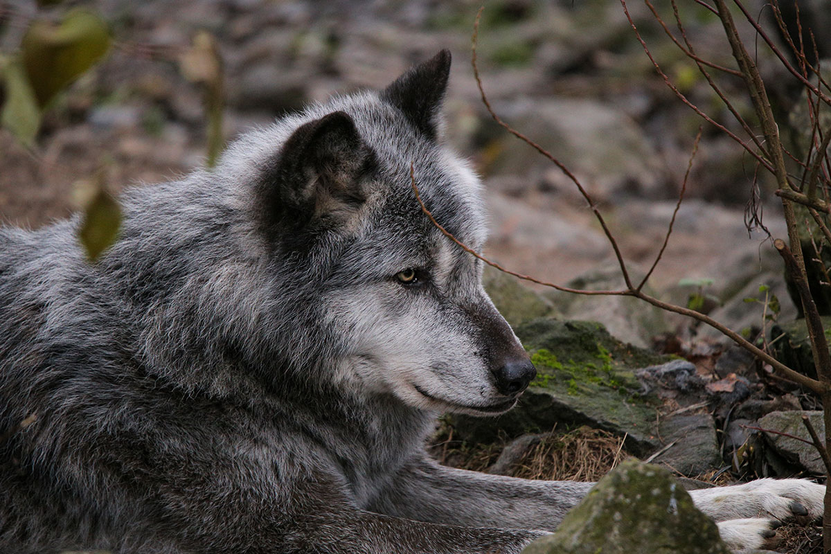 Hannover1612LinaT_Wolf-157