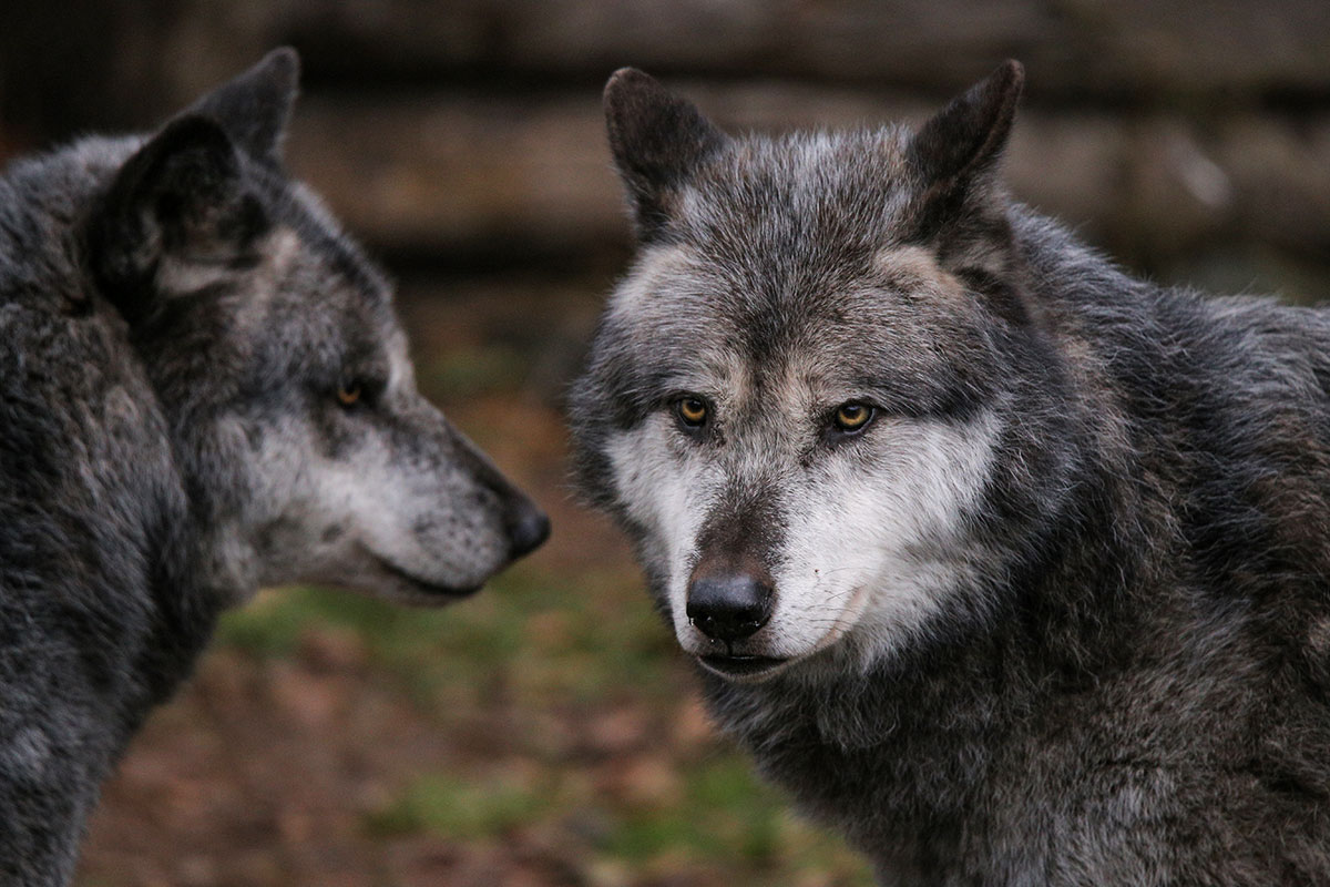 Hannover1612LinaT_Wolf-159