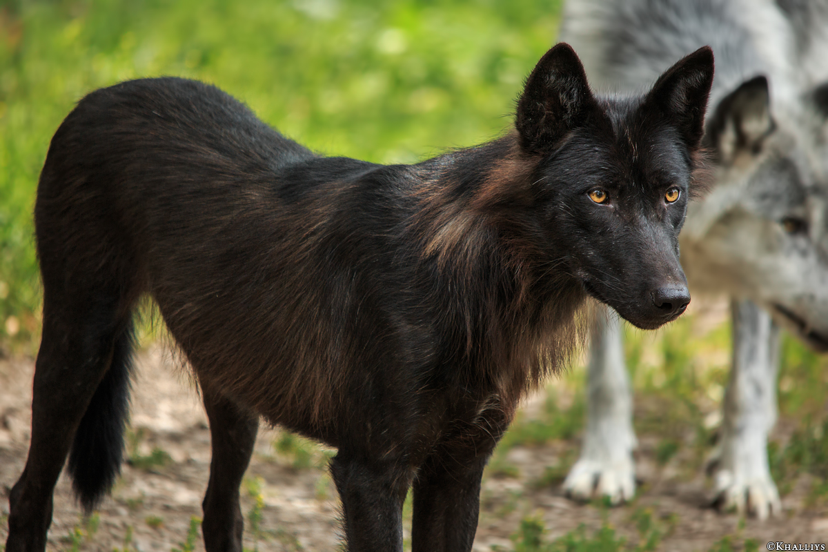 wolf_gelsen1506-deva-03_20170202_1156579745.jpg