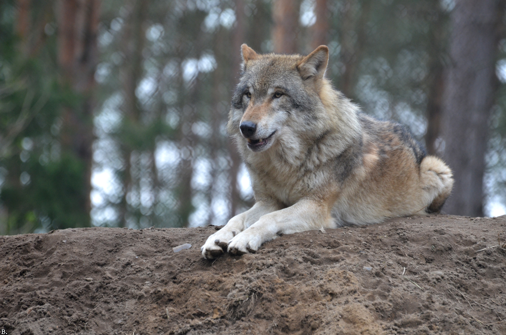 Волк 2011. День волка. Волк самец профиль. Схватка фильм 2011. Смешной волк.