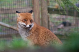 Red foxes