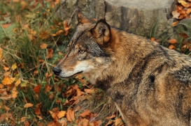 Olderdissen1111Kati_Laika-05