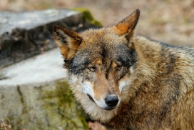 Olderdissen1202Kati_Laika-20
