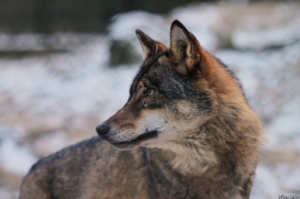 Olderdissen1202Kati_Laika-22