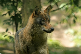 Olderdissen1204Kati_Laika-27